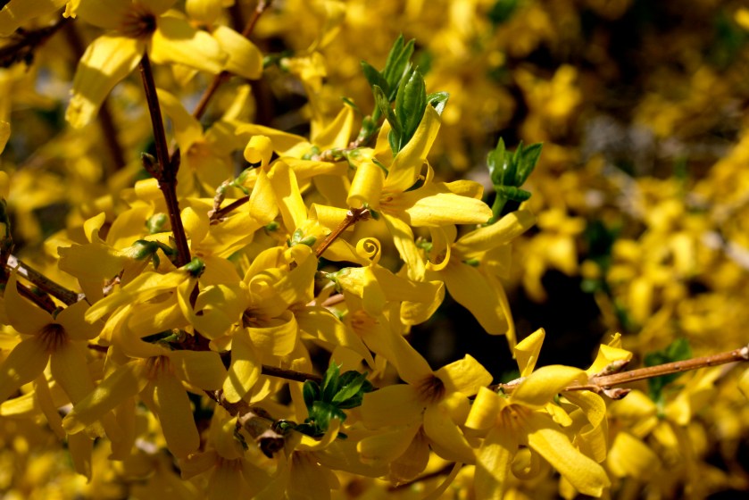 Forsythia