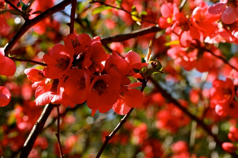 crabapple