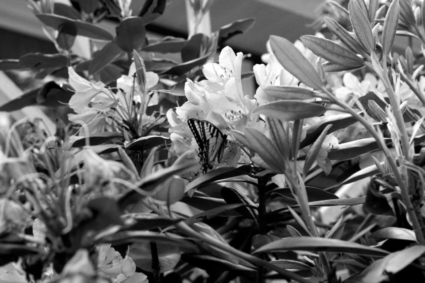 Butterflies have arrived!