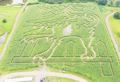 corn-maze