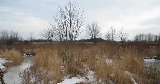 Blue Moon Walk at Mud Creek, Jan 31,&nbsp;2018