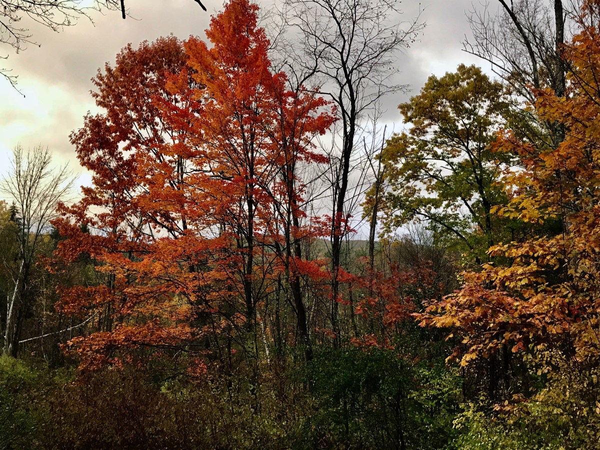 The 2019 Fall Foliage Prediction&nbsp;Map