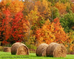 hay-bales-in-autumn-title-300x240