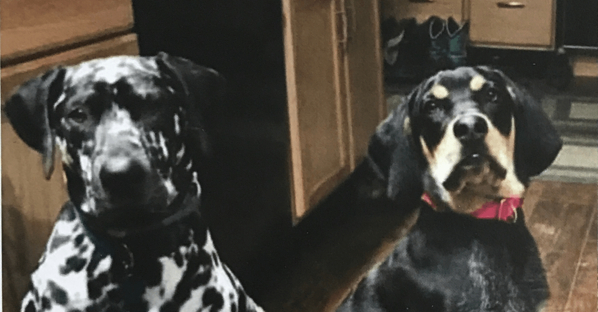 Lost Dogs in East Chatham/Red Rock&nbsp;Area