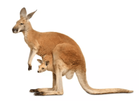 Screen Shot 2019-05-28 at 7.08.16 PM