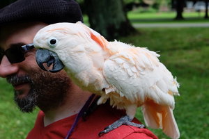Pets+in+the+Park+Parrot