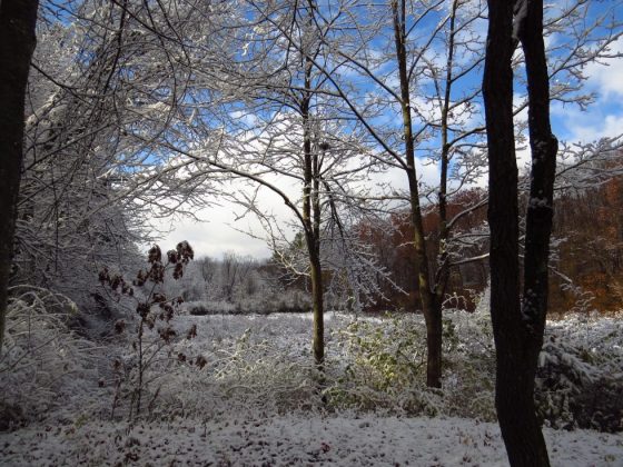 Bordens-Nov-14-2014-SH-41-980x735